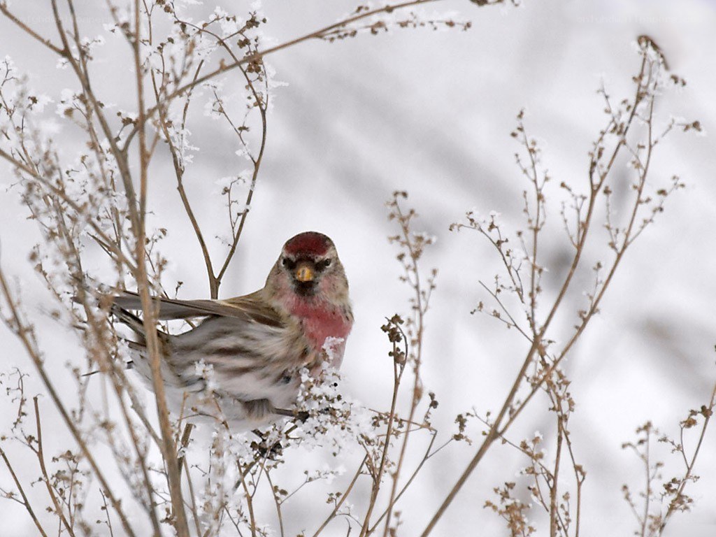 bird in snowy branches
