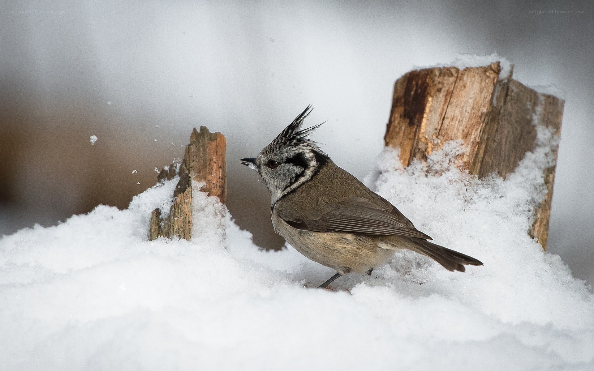 Bird in snowy landscape