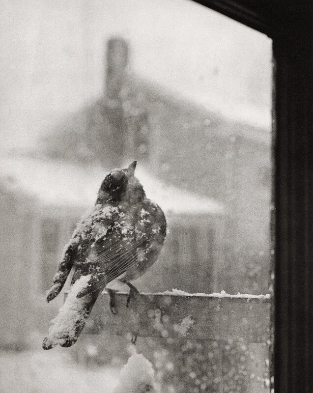 bird in the snow