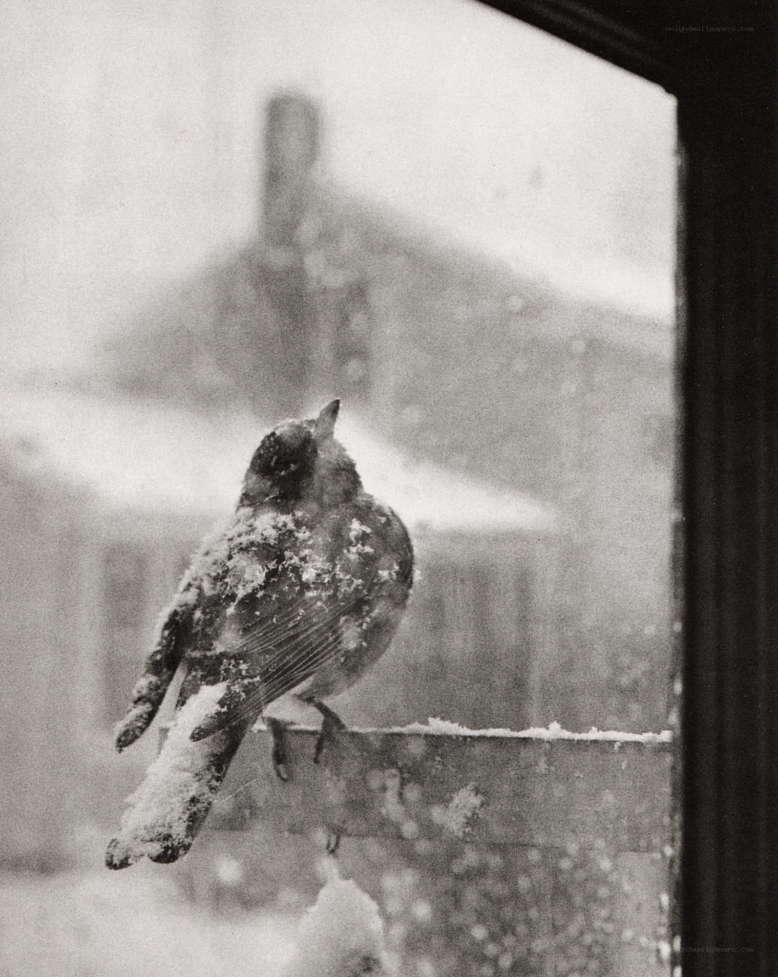 bird in the snow