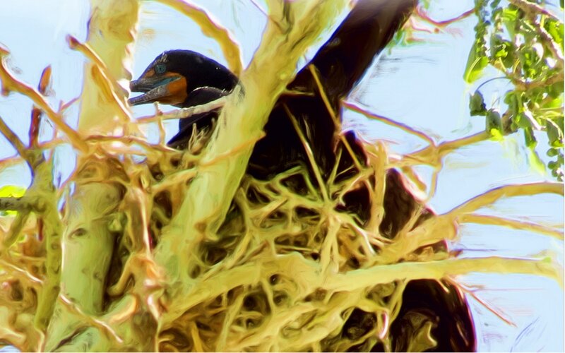 Bird in Tree Nest