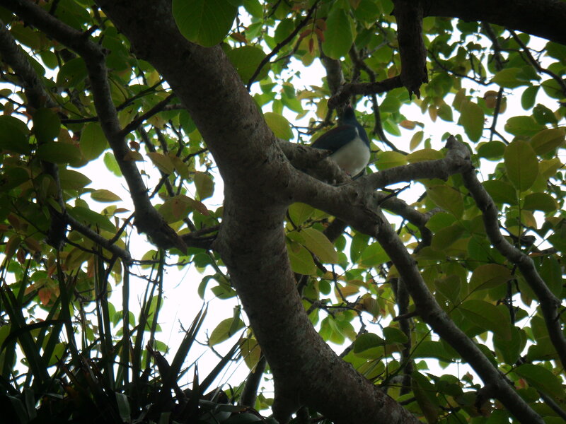 Bird in Tree