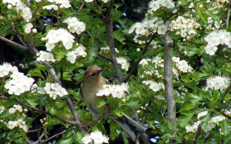 bird in white blossoms