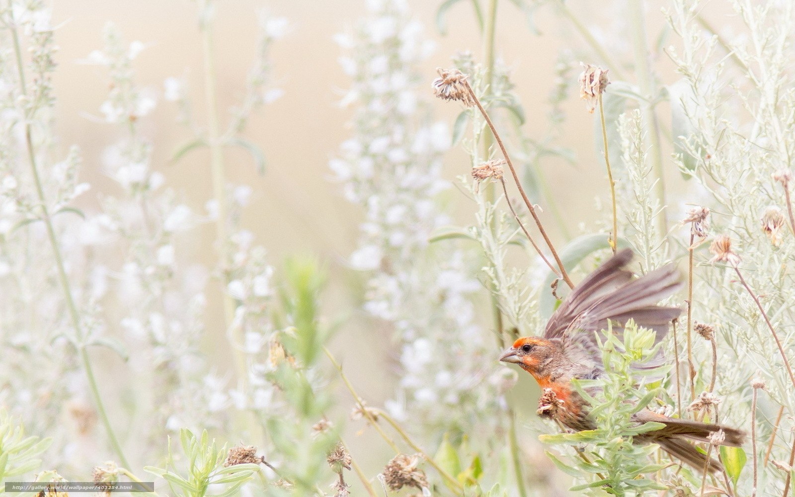 bird in white flowers
