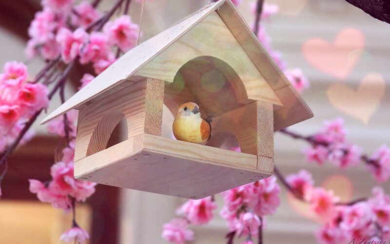 Bird in Wooden House — Pink