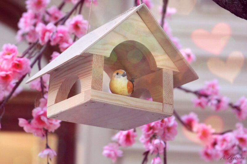 Bird in Wooden House