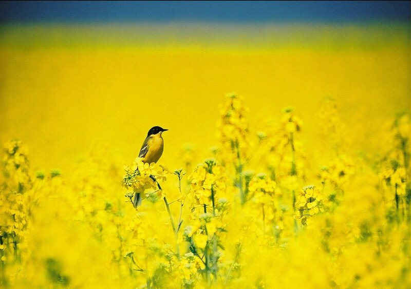 Bird in Yellow Flowers — Serene, Spring