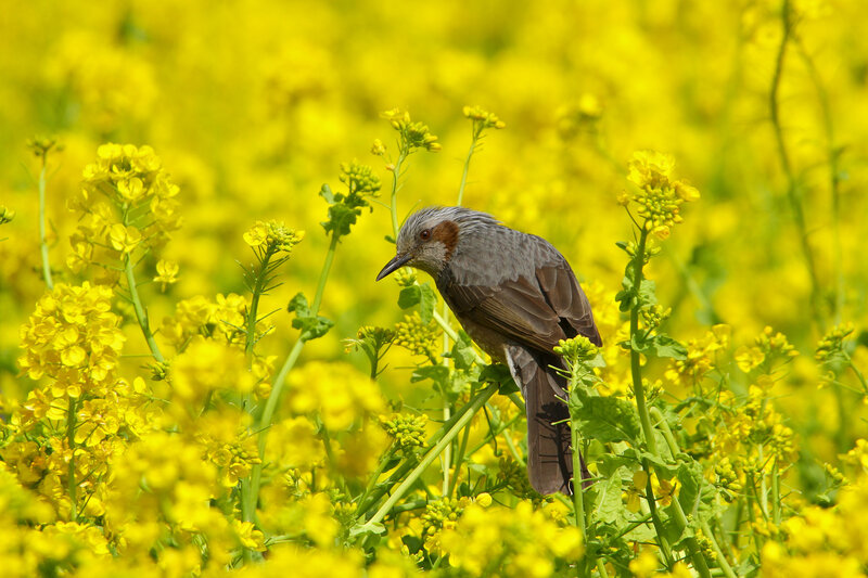 Bird in Yellow Flowers — Serene