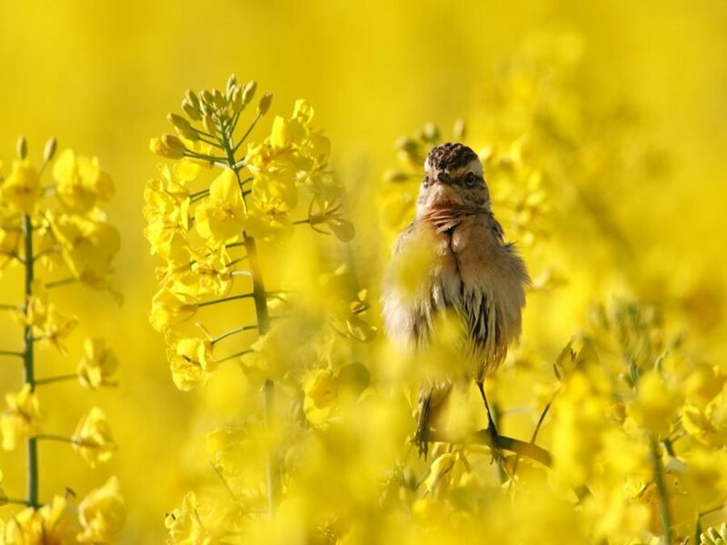 bird in yellow flowers