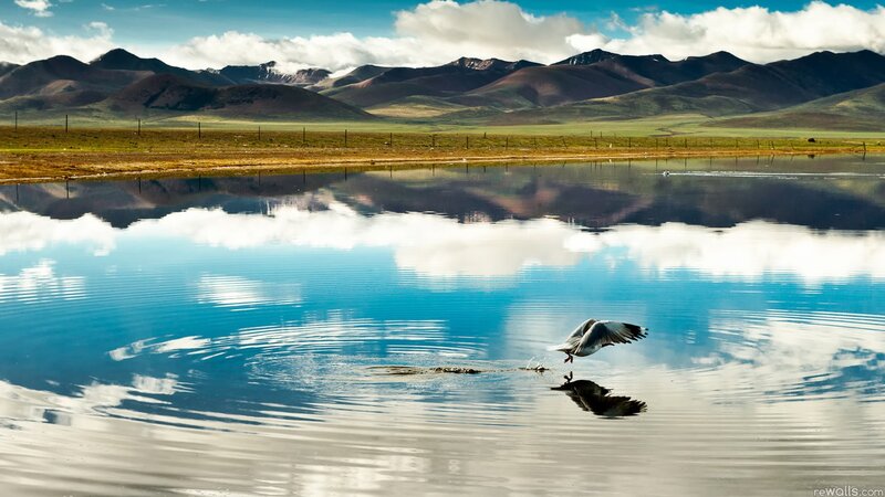Bird landing on a lake