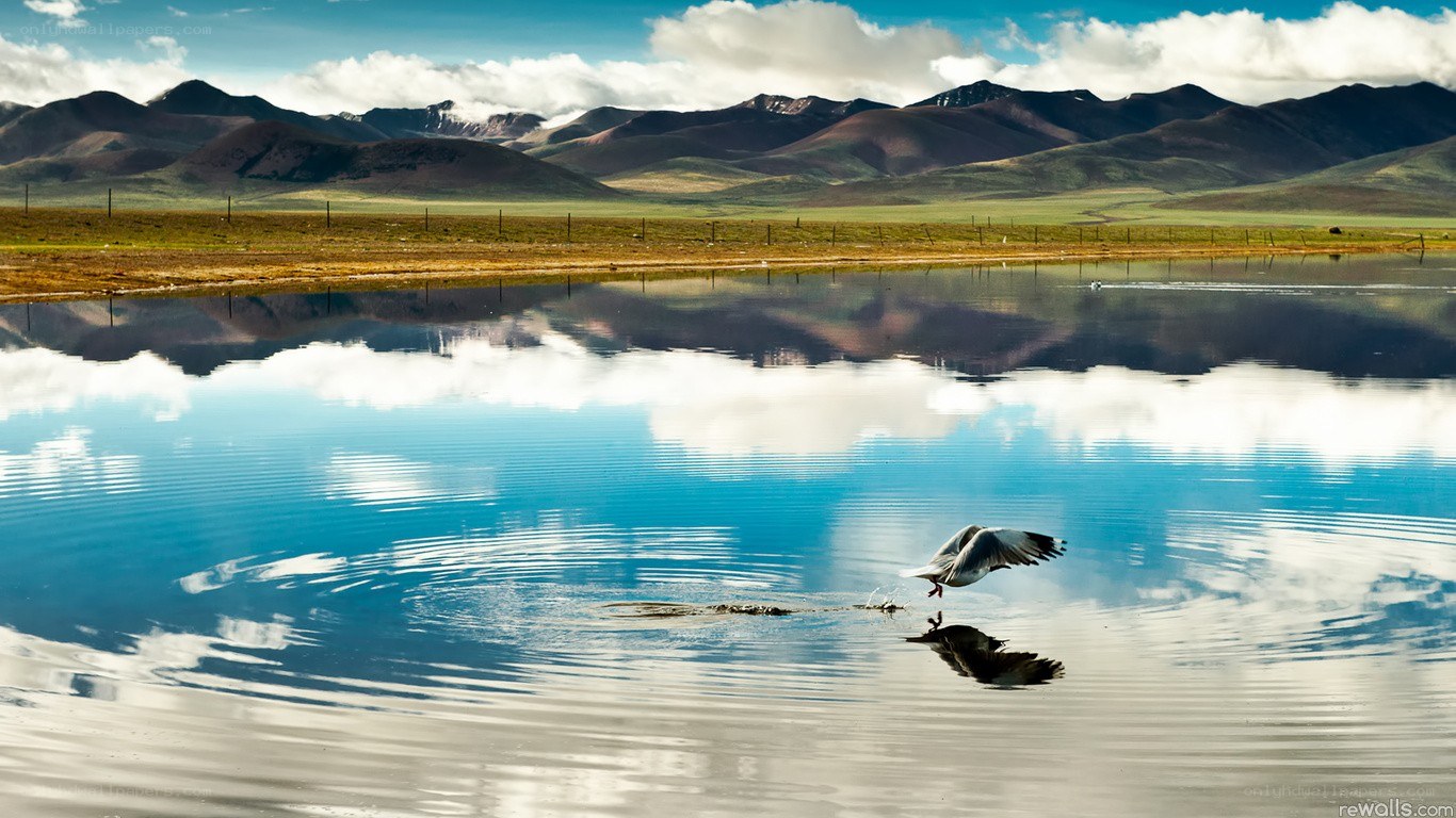 Bird landing on a lake