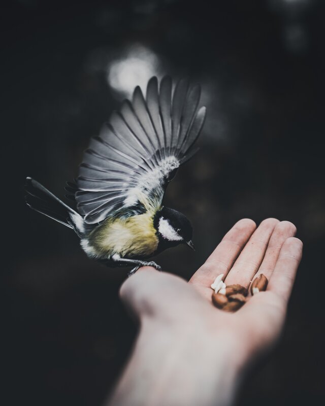 Bird Landing on Hand — Black