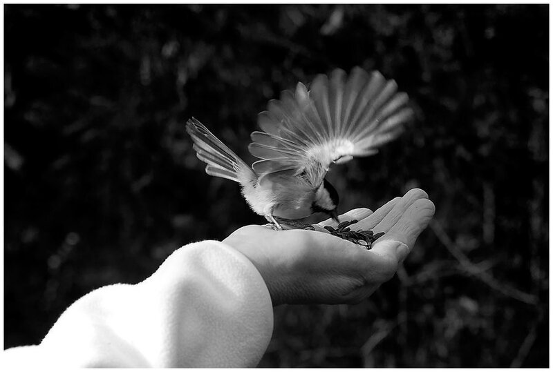Bird Landing on Hand