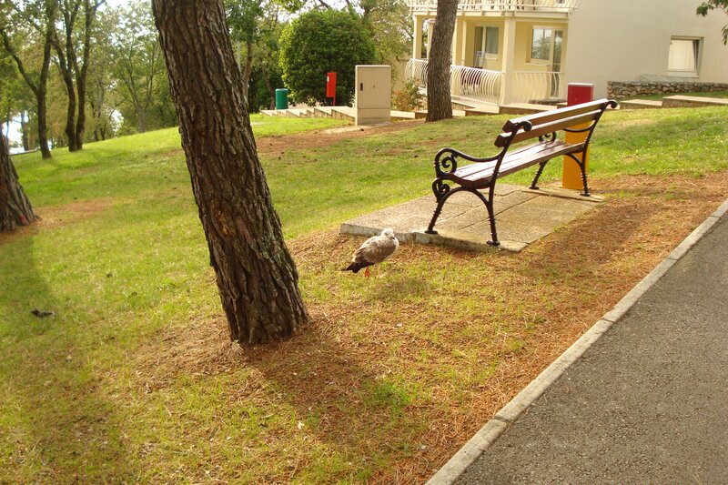 Bird near bench in park