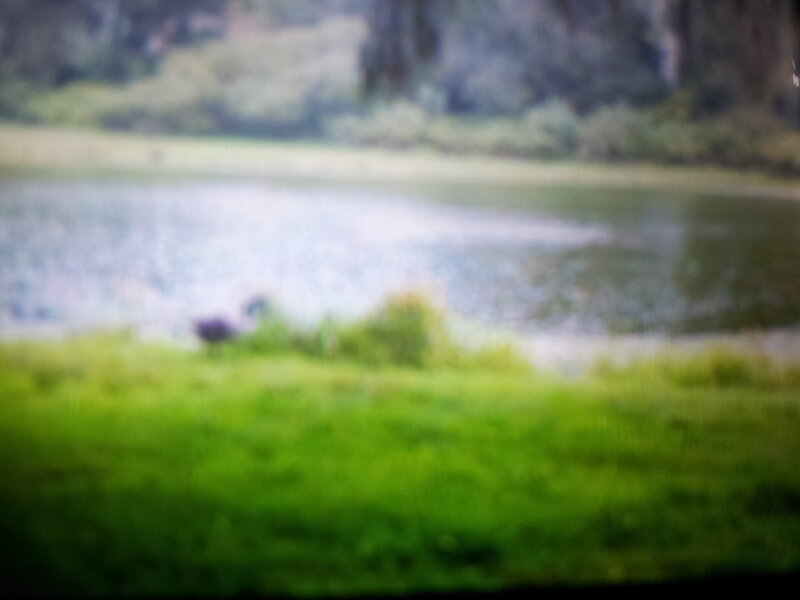 Bird Near Pond