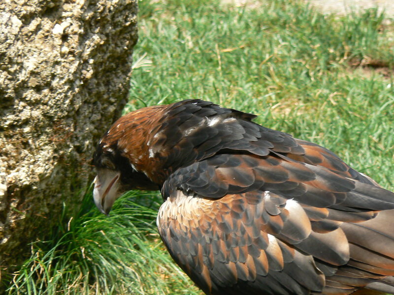 bird near tree trunk