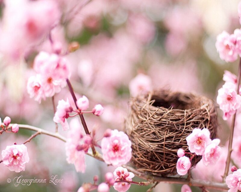 Bird nest among pink blossoms
