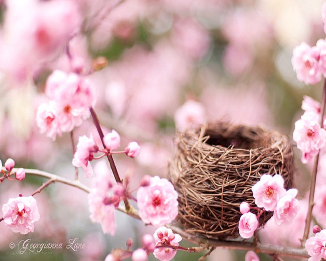 Bird nest among pink blossoms