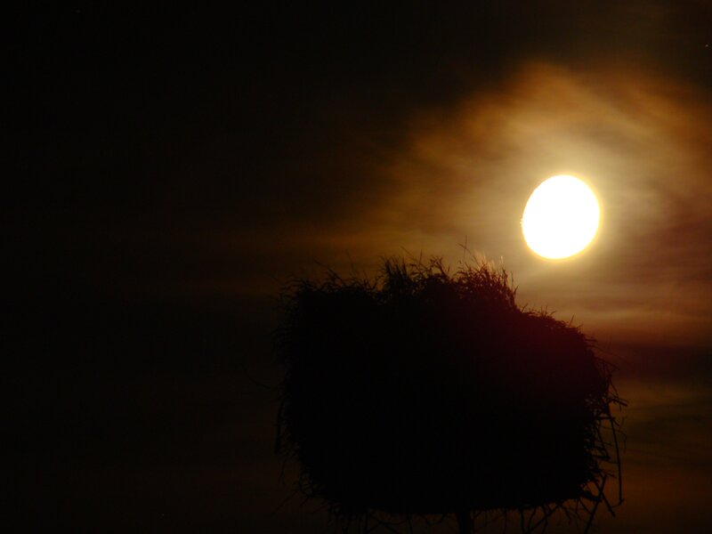 bird nest at sunset