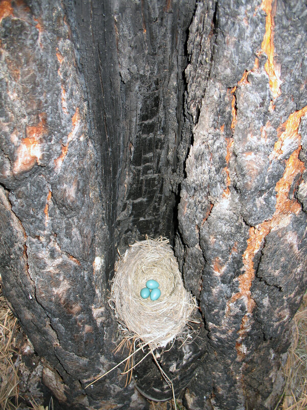 Bird nest in a tree