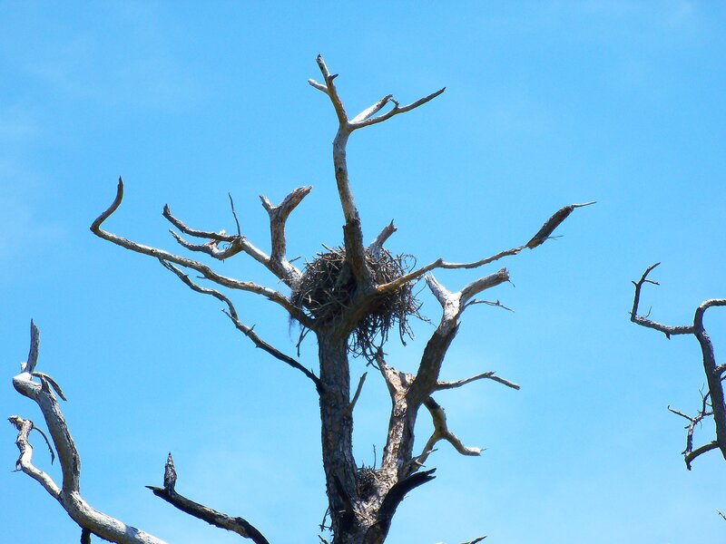 bird nest in dead tree