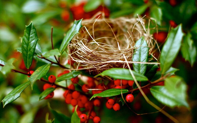 bird nest in holly bush