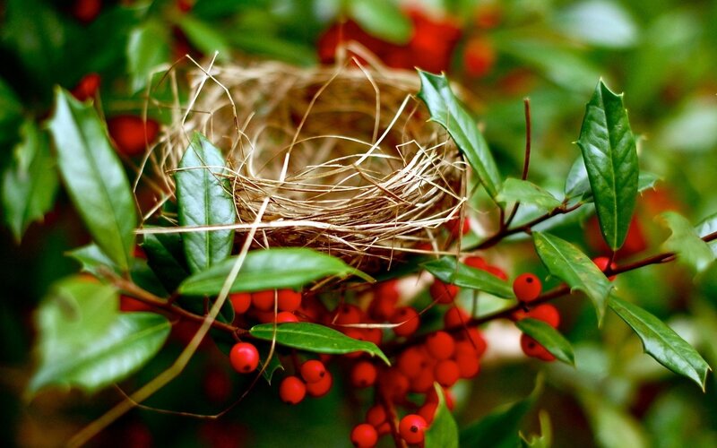 bird nest in holly bush