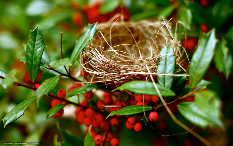 Bird Nest in Holly