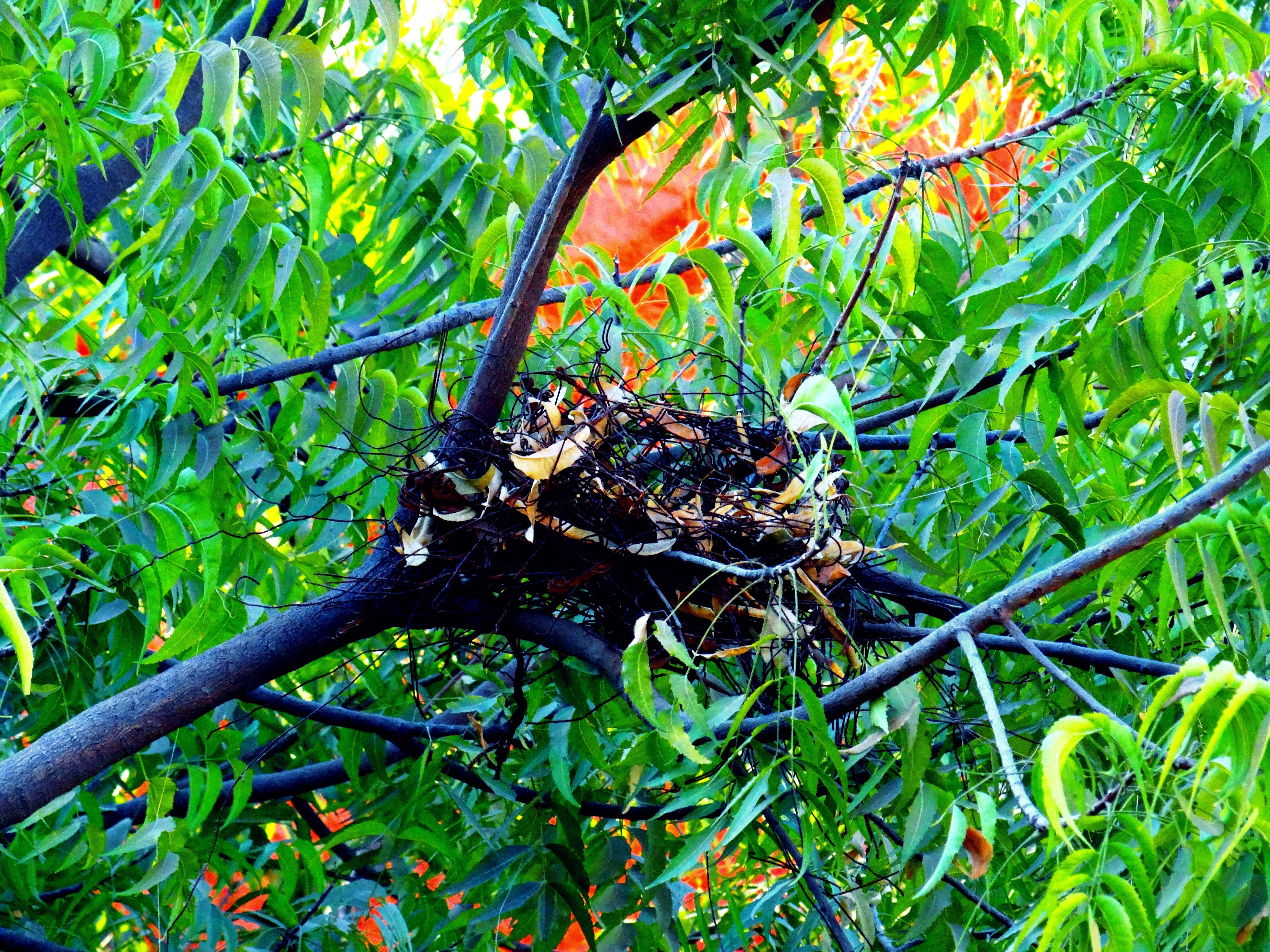 Bird nest in leafy tree