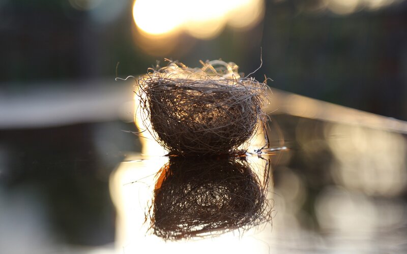 bird nest in sunlight
