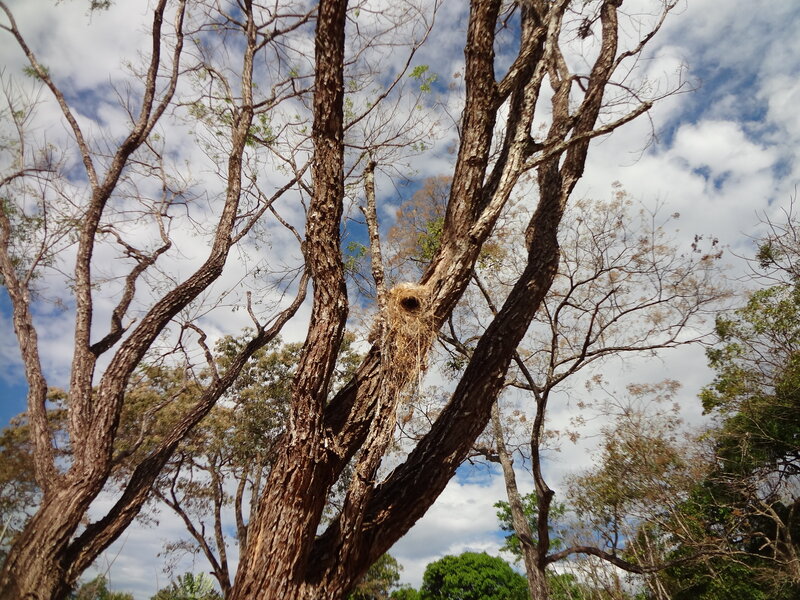 Bird Nest in Tree — Brown