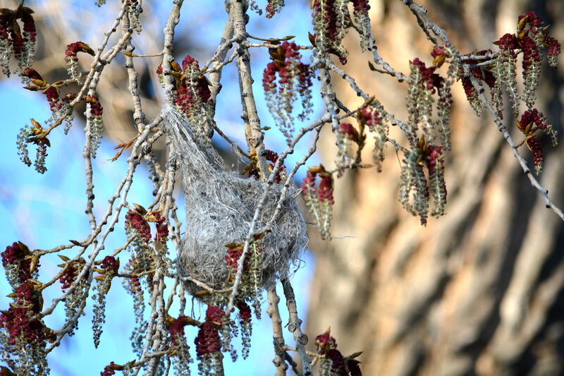 Bird Nest in Tree