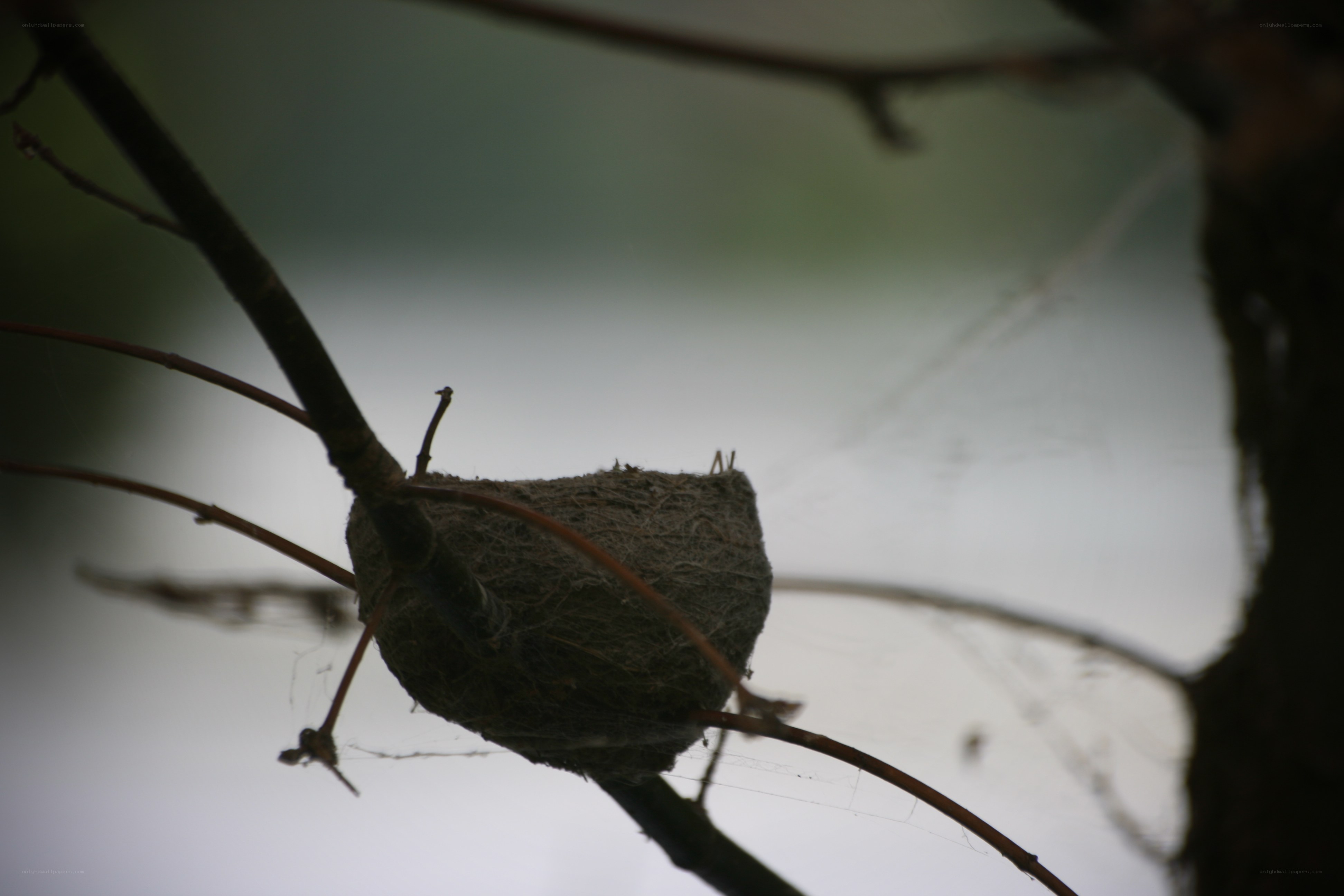 bird nest on a branch