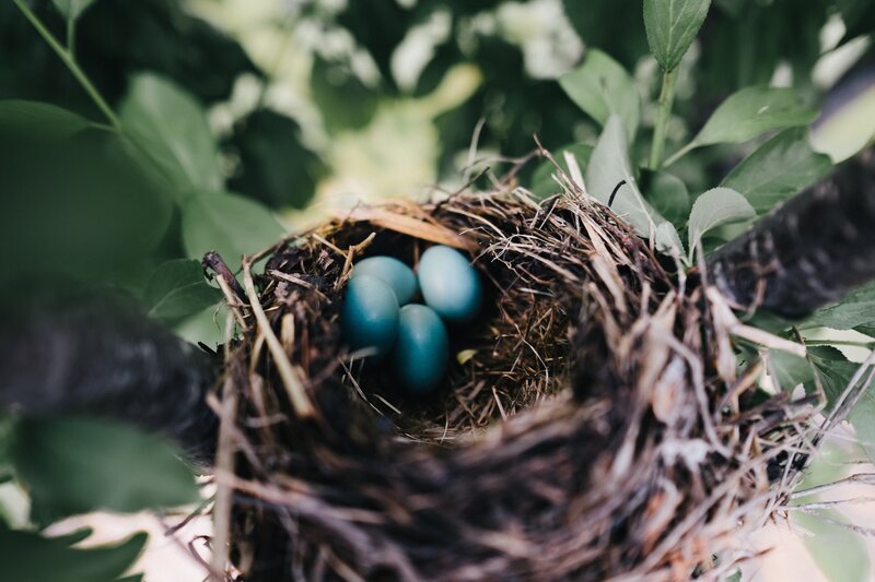 bird nest with blue eggs