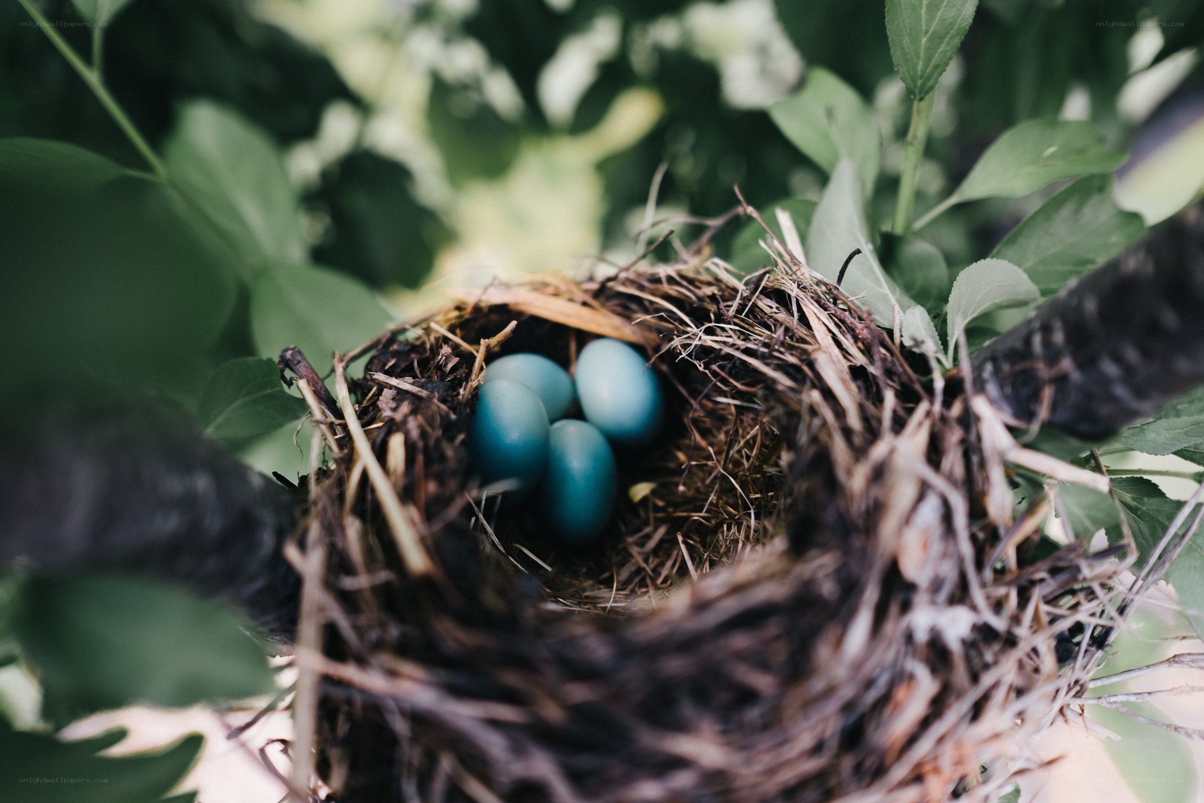 bird nest with blue eggs