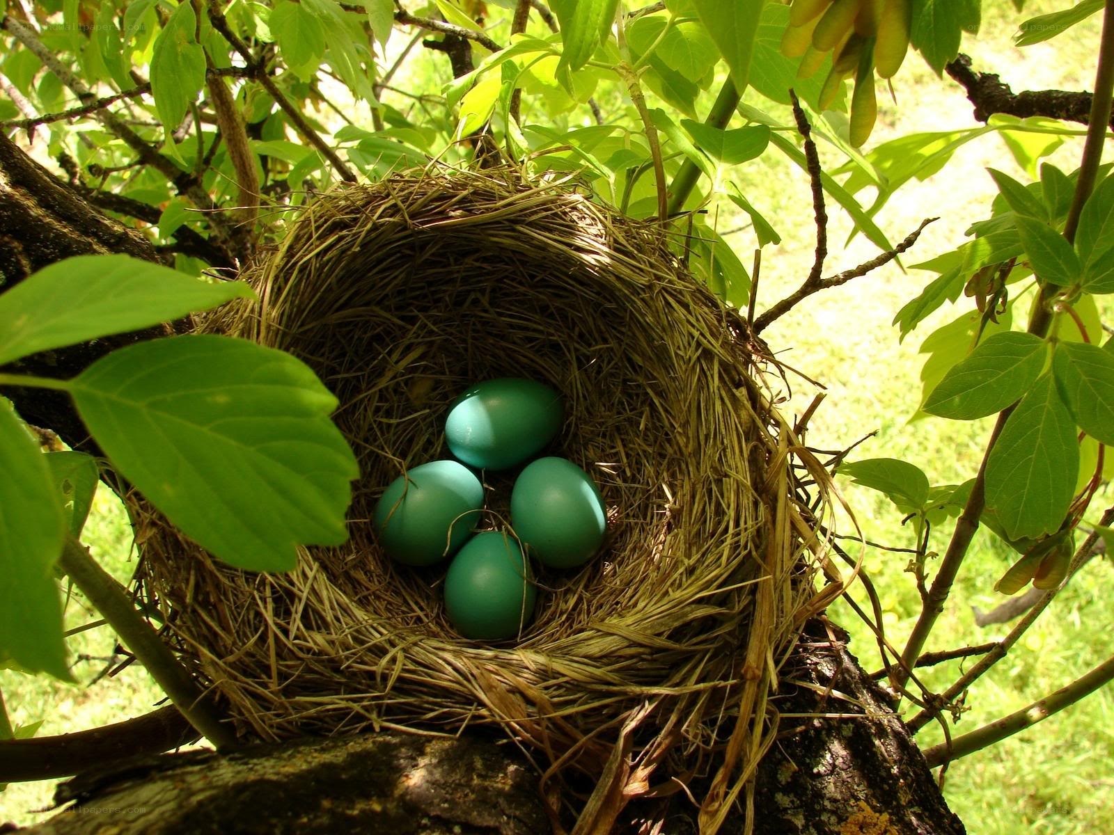 bird nest with blue eggs