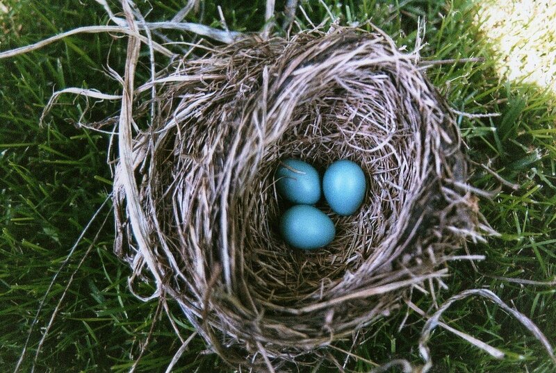 bird nest with blue eggs