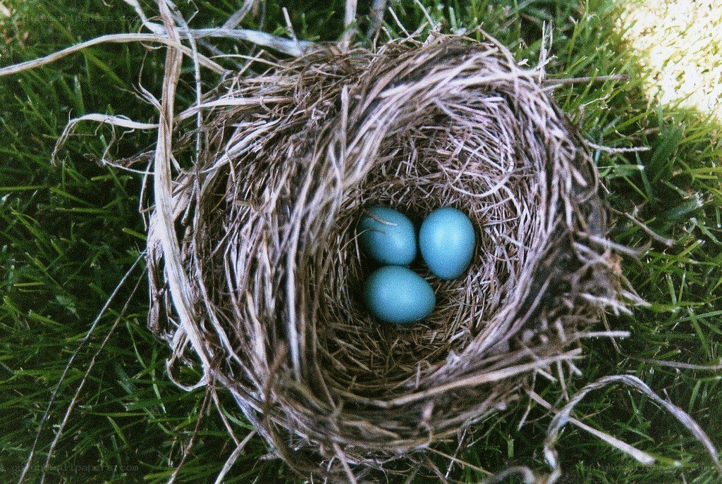 bird nest with blue eggs