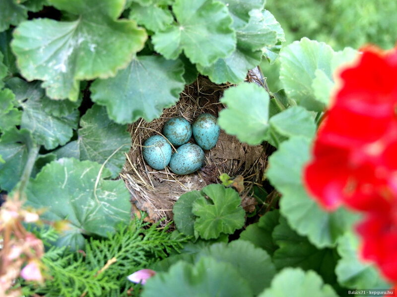 Bird Nest with Blue Eggs — Green
