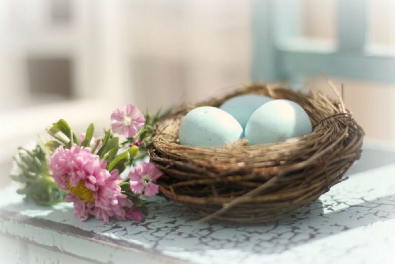 Bird Nest with Blue Eggs — Serene
