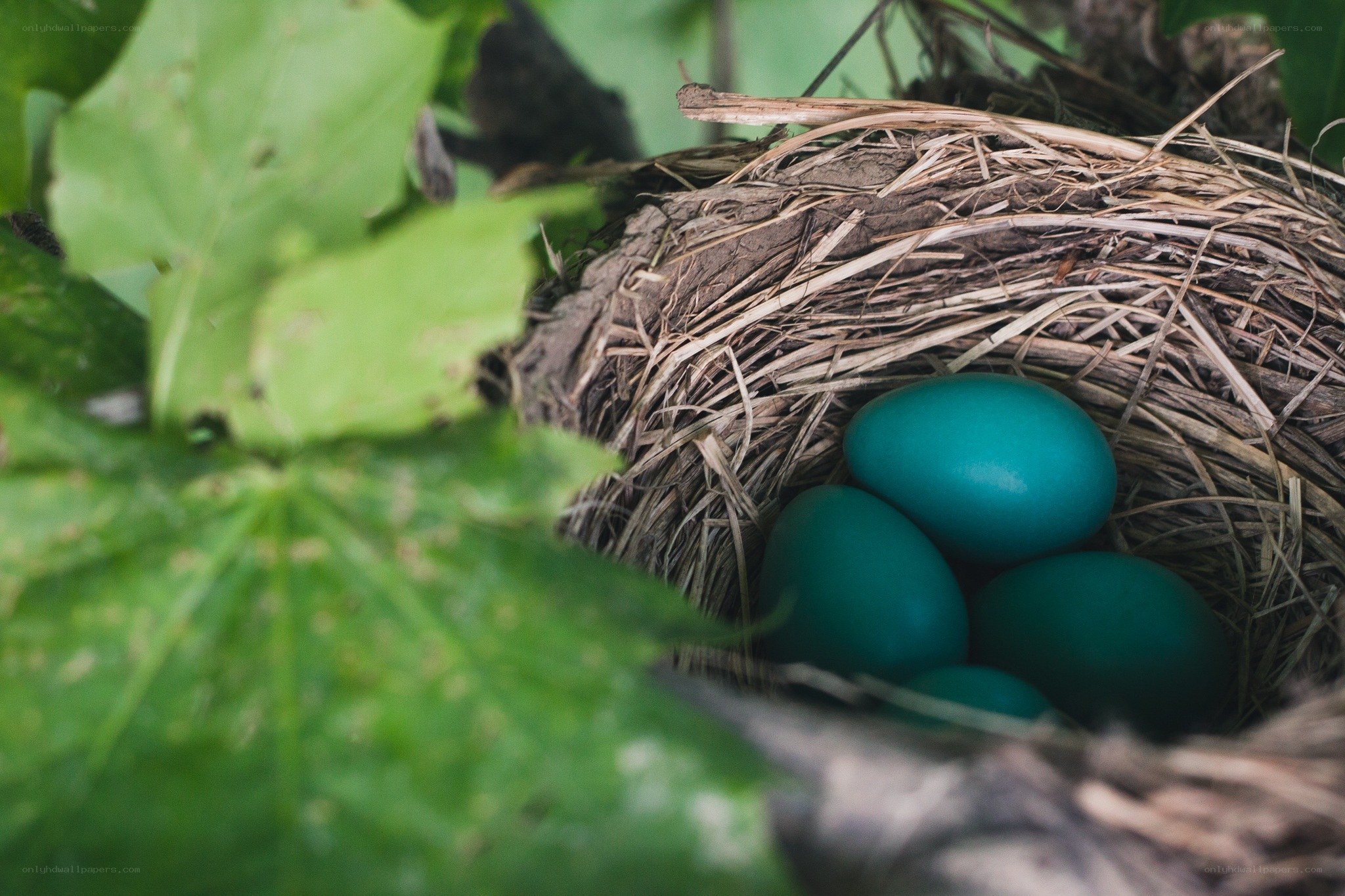 bird nest with blue eggs