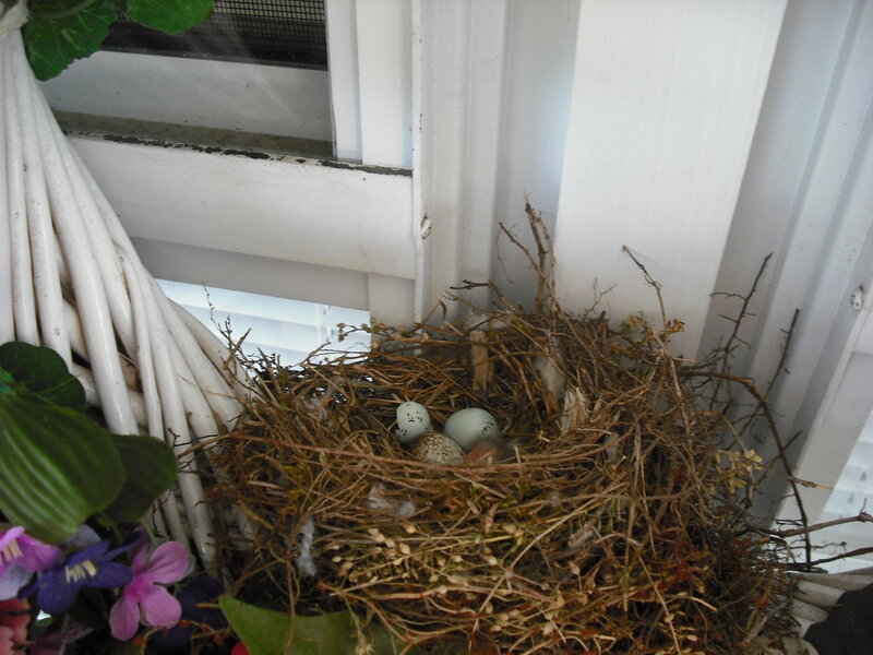 Bird Nest with Eggs — Brown