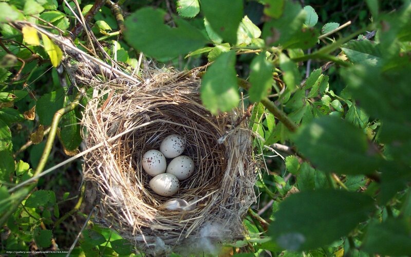 Bird nest with eggs in foliage