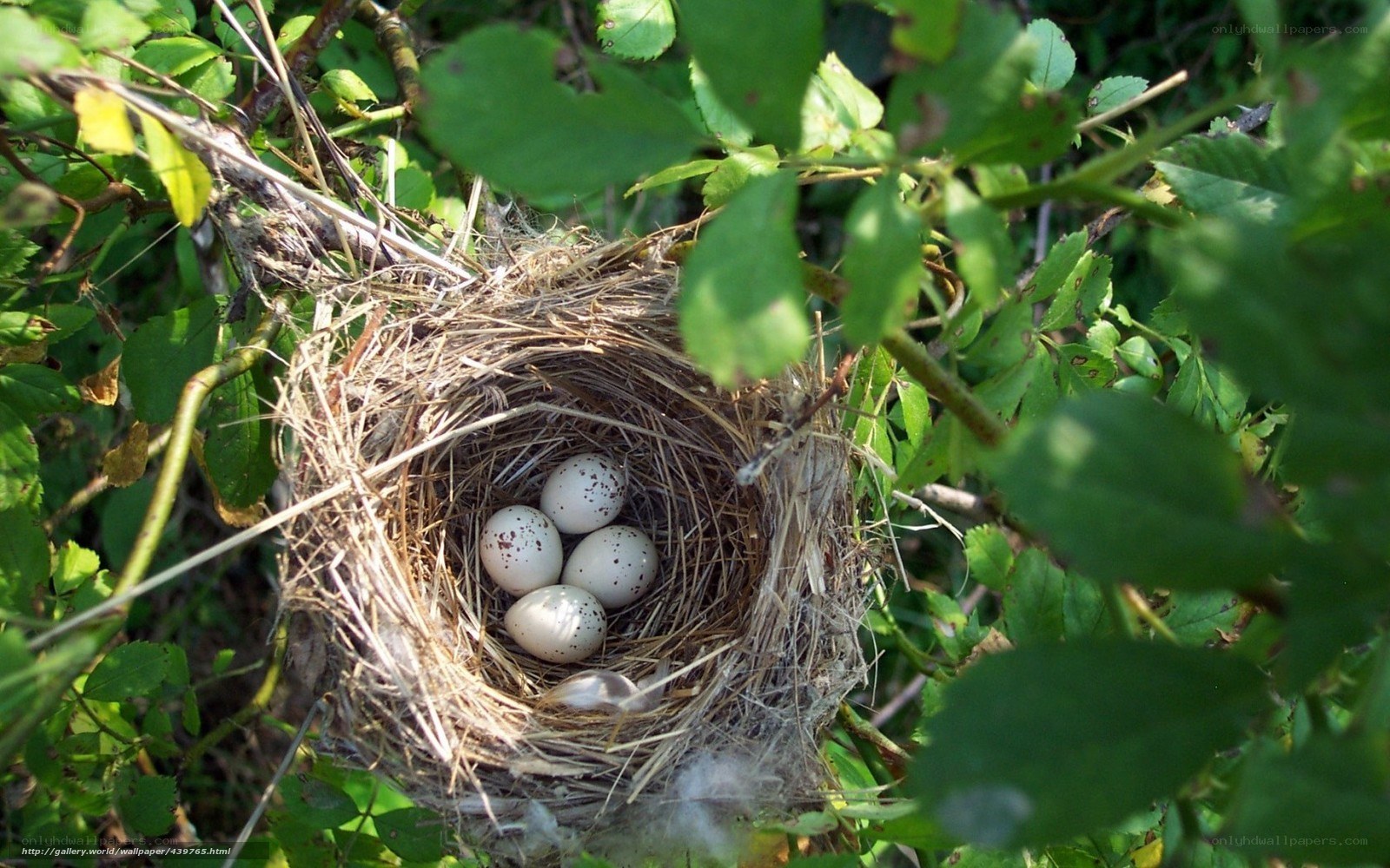 Bird nest with eggs in foliage
