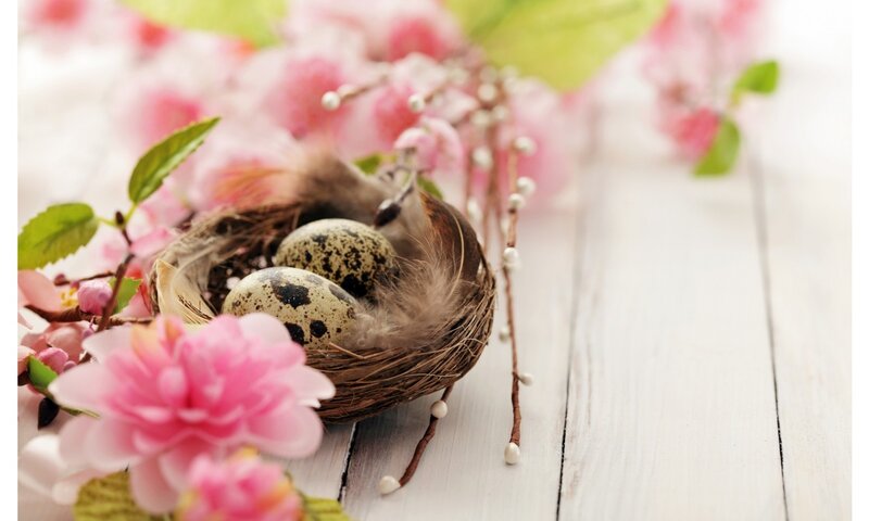 Bird Nest with Eggs — Pink