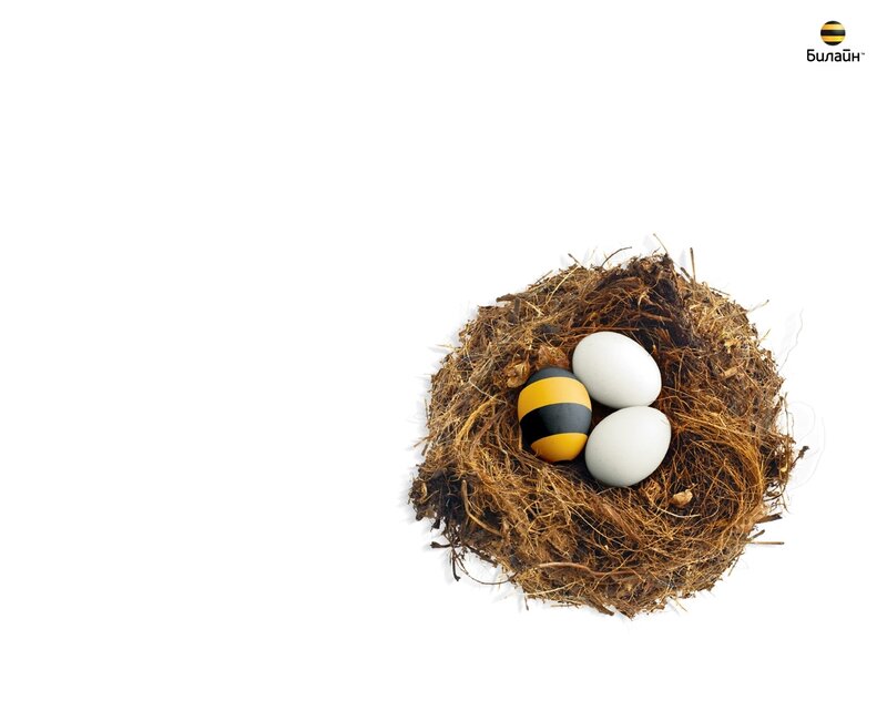 bird nest with eggs