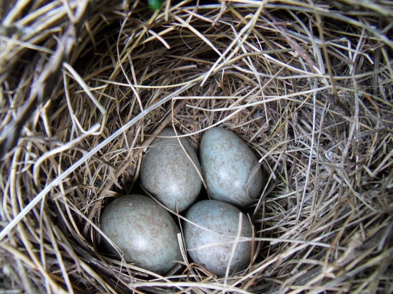 bird nest with four eggs