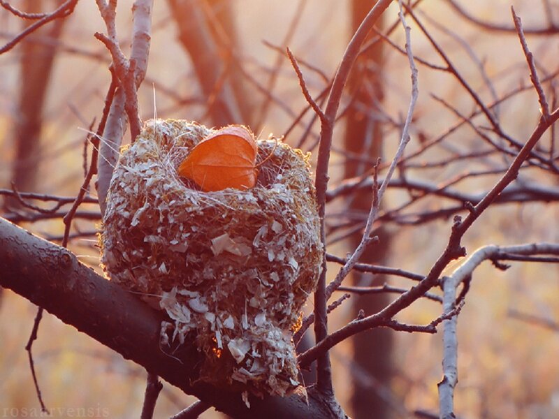 Bird Nest with Leaf