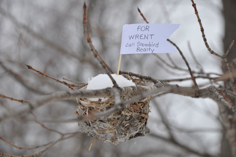 Bird Nest with Snow