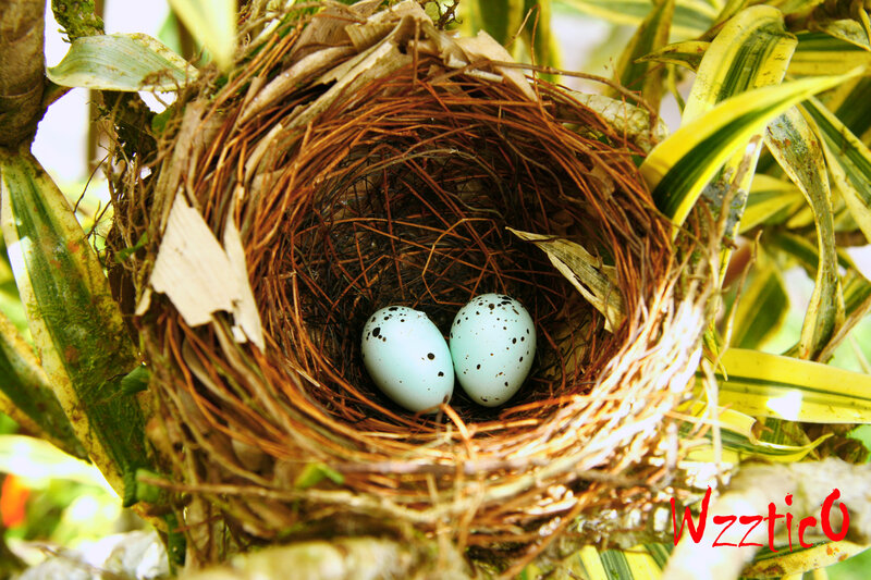 bird nest with two eggs